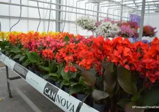 Two new varieties are added to the Cannova series: a Scarlet 'improved' and the Red Goldern Flame.